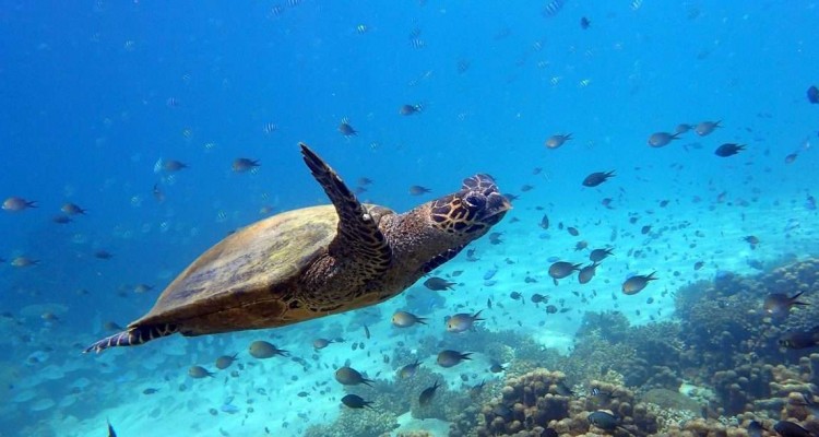 Activités plongée à Nosy Be