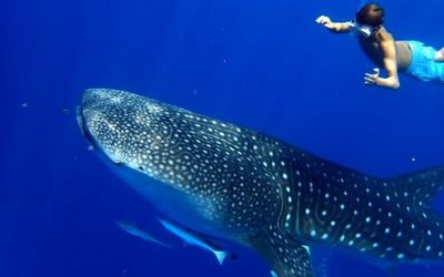 Requins baleies à Nosy Be